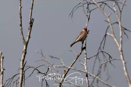 03 May 2025 : Foulshaw Moss, West Cumbria, location withheld -Redpoll
