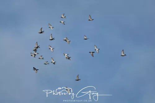 19 July 2026 , West Cumbria, Pigeons in a flock