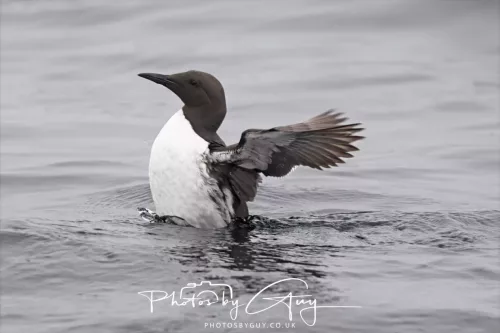 14 June 2025 - Inner Farne Isles, Northumberland-Guillimot