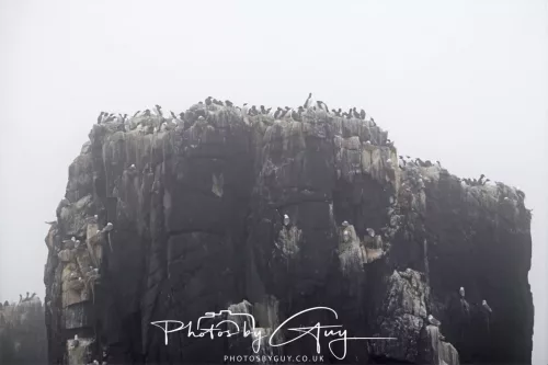 14 June 2025 - Inner Farne Isles, Northumberland- Guillimot and Kittiwakes