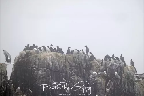 14 June 2025 - Inner Farne Isles, Northumberland- Guillimots