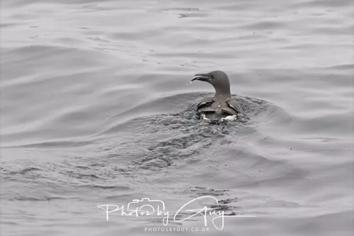 14 June 2025 - Inner Farne Isles, Northumberland- Guillimot