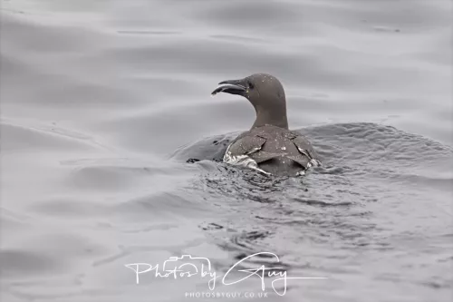 14 June 2025 - Inner Farne Isles, Northumberland- Guillimot