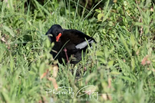 19 July 2026 , West Cumbria, Moorhen
