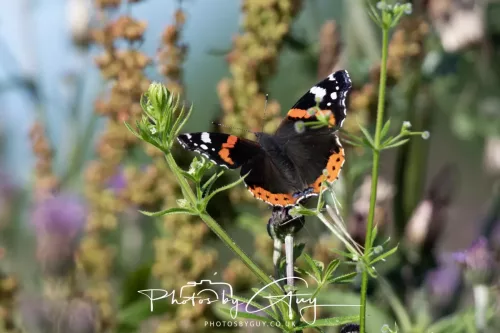 19 July 2026 , West Cumbria, Red Admiral Butterfly