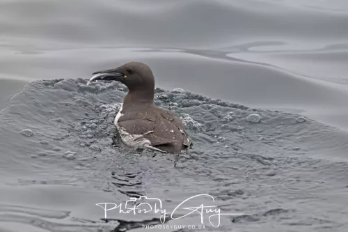 14 June 2025 - Inner Farne Isles, Northumberland- Guillimot