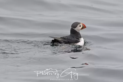 14 June 2025 - Inner Farne Isles, Northumberland- Puffin