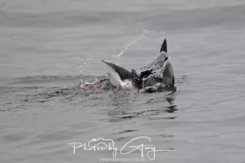 14 June 2025 - Inner Farne Isles, Northumberland- `puffin