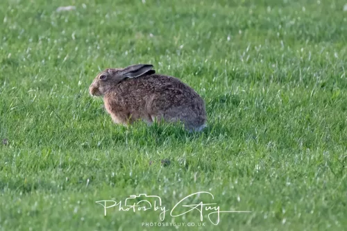 03 May 2025 : West Cumbria , Location withheld - Hare