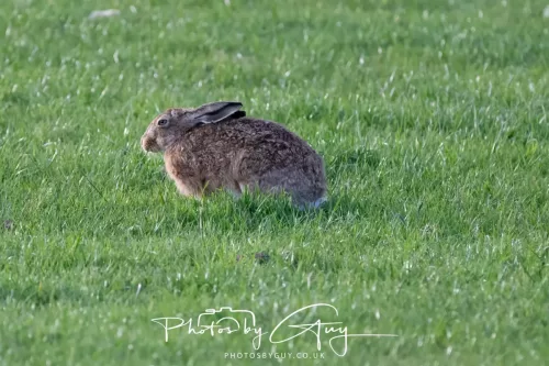 03 May 2025 : West Cumbria, location withheld - Hare