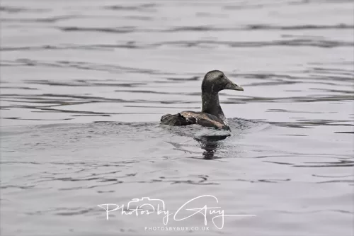 14 June 2025 - Inner Farne Isles, Northumberland-Eider