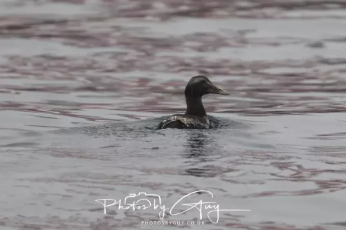14 June 2025 - Inner Farne Isles, Northumberland- Eider