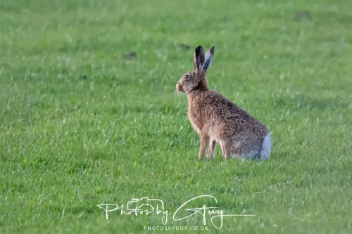 03 May 2025 : West Cumbria, location withheld - Hare