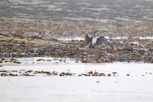 14 June 2025 - Inner Farne Isles, Northumberland- Shag