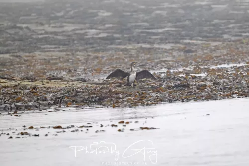 14 June 2025 - Inner Farne Isles, Northumberland- shag
