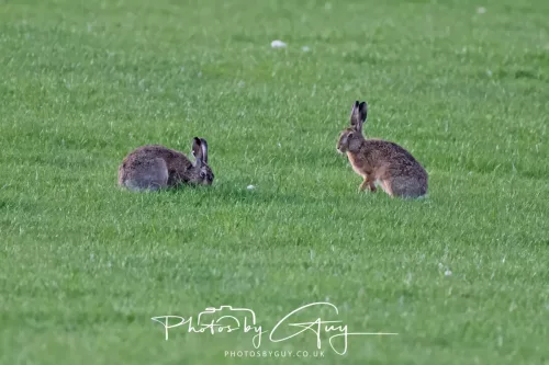 03 May 2025 : West Cumbria, location withheld - Hare