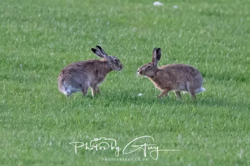 03 May 2025 : West Cumbria , Location withheld - Hare