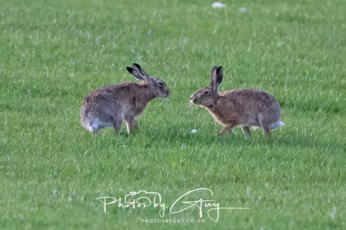 03 May 2025 : West Cumbria, location withheld - Hare
