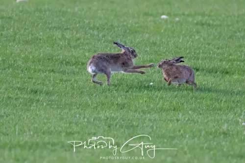 03 May 2025 : West Cumbria , Location withheld - Hare