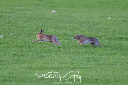 03 May 2025 : West Cumbria , Location withheld - Hare