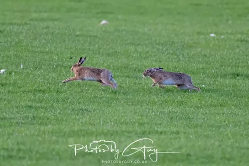 03 May 2025 : West Cumbria, location withheld - Hare