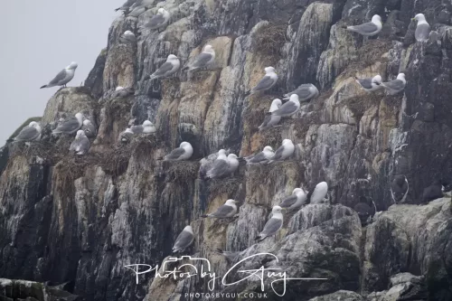 14 June 2025 - Inner Farne Isles, Northumberland- Kittiwakes