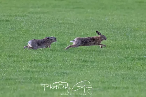 03 May 2025 : West Cumbria, location withheld - Hare