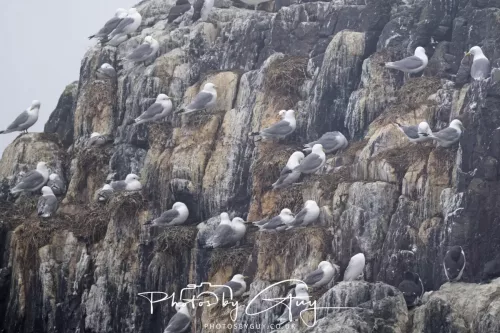 14 June 2025 - Inner Farne Isles, Northumberland- Kittiwakes
