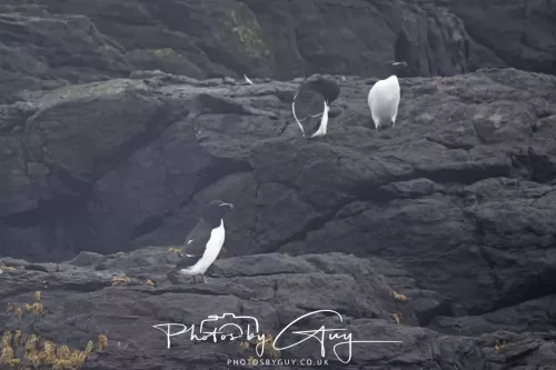 14 June 2025 - Inner Farne Isles, Northumberland- Guillimot