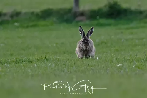 03 May 2025 : West Cumbria , Location withheld - Hare
