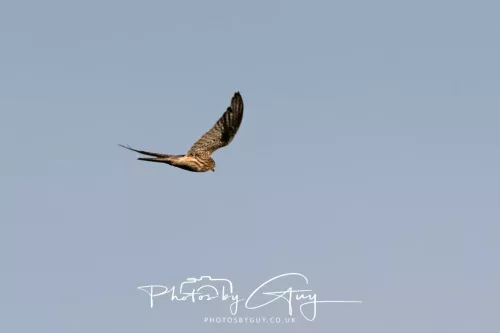 19 July 2026 , West Cumbria, Barn Kestrel in flight