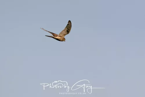 19 July 2026 , West Cumbria, Barn Kestrel in flight