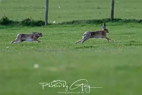 03 May 2025 : West Cumbria, location withheld - Hare