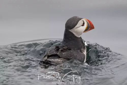 14 June 2025 - The Inner Farne Isles, Northumberland - puffins
