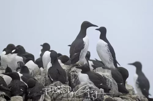 14 June 2025 - Inner Farne Isles, Northumberland- Guillimot