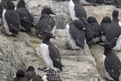 14 June 2025 - The Inner Farne Isles, Northumberland - guillemots
