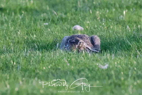 03 May 2025 : West Cumbria , Location withheld - Hare