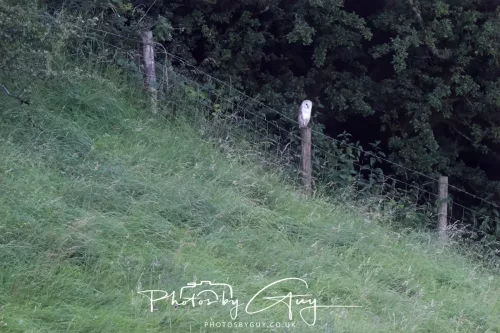 19 July 2026 , West Cumbria, Barn Owl on a post at sunset