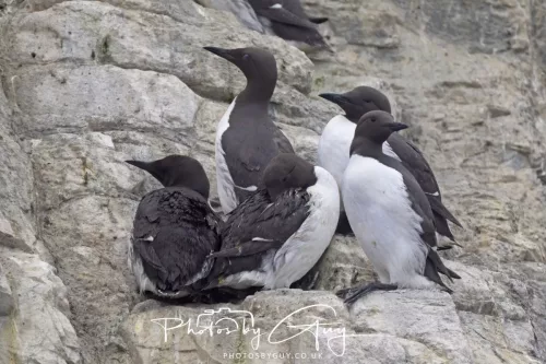 14 June 2025 - The Inner Farne Isles, Northumberland - guillemots