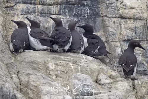14 June 2025 - Inner Farne Isles, Northumberland- Guillimot