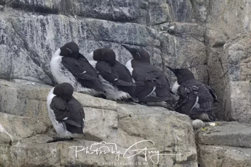 14 June 2025 - Inner Farne Isles, Northumberland- Guillimot