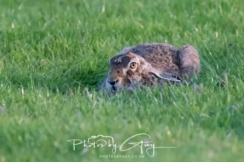 03 May 2025 : West Cumbria , Location withheld - Hare