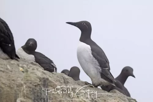 14 June 2025 - The Inner Farne Isles, Northumberland - guillemots