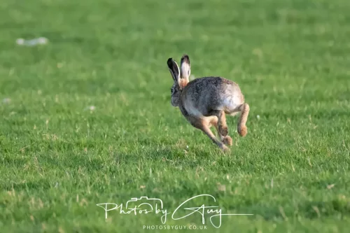 03 May 2025 : West Cumbria, location withheld - Hare