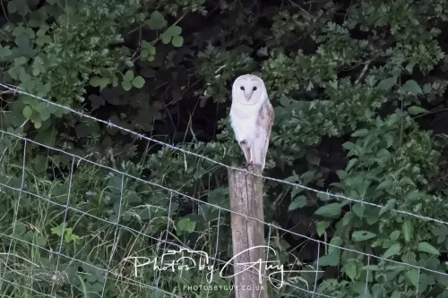 19 July 2026 , West Cumbria, Barn Owl on a post at sunset