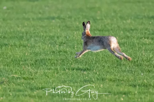 03 May 2025 : West Cumbria, location withheld - Hare