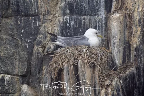 14 June 2025 - Inner Farne Isles, Northumberland- Kittiwake