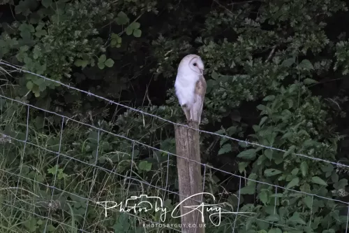 19 July 2026 , West Cumbria, Barn Owl on a post at sunset