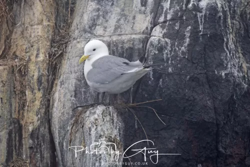 14 June 2025 - The Inner Farne Isles, Northumberland - kittiwake