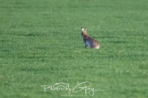 03 May 2025 : West Cumbria, location withheld - Hare